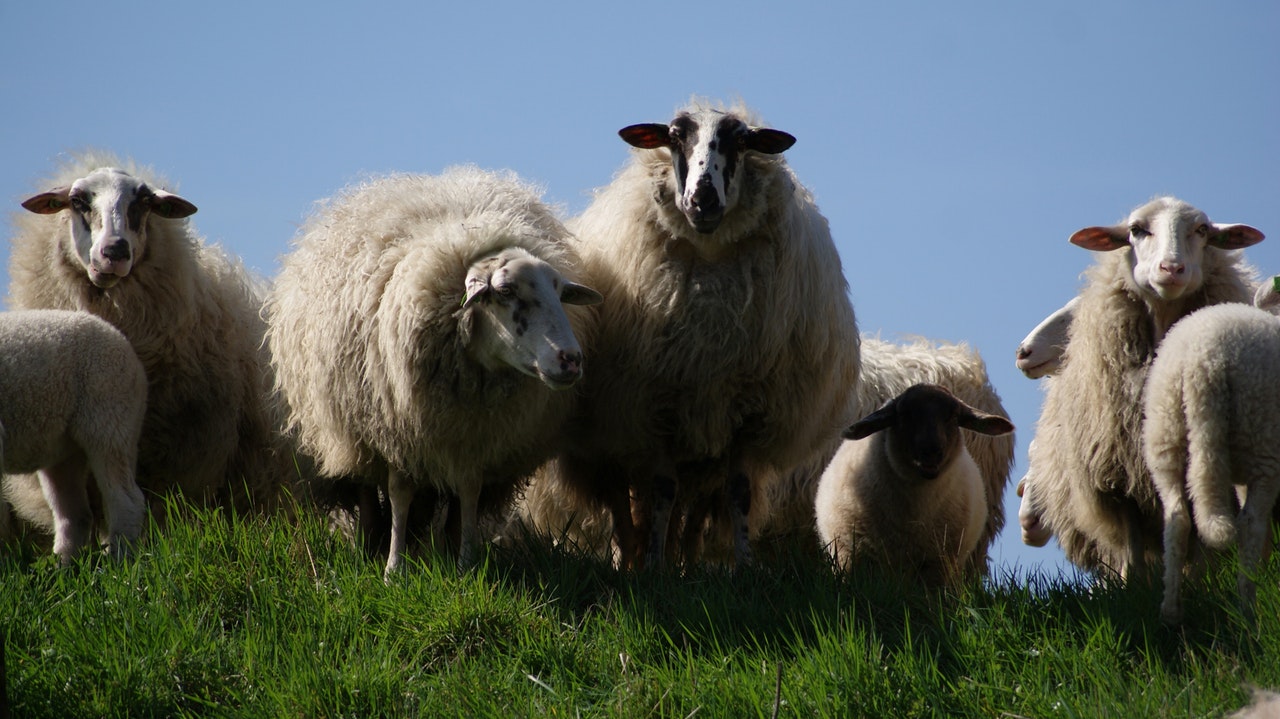 Chemical fire retardants wool - sheep