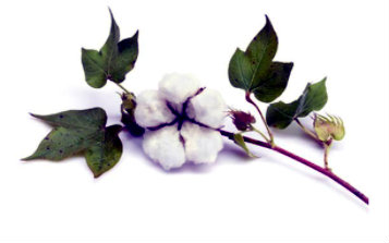 happsy mattress review organic cotton