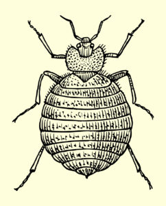 Bed Bug Illustration